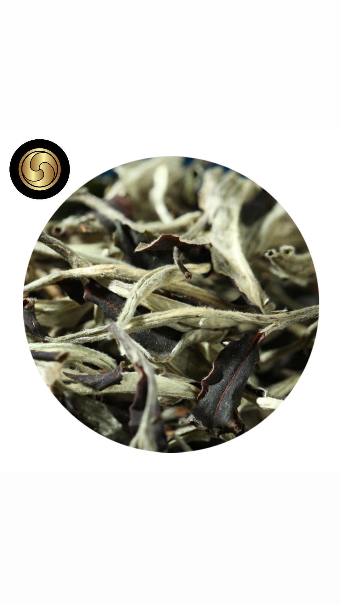 6. ☵ 6pm in the 6ix • Moonlight Beauty Tea • White Puer Tea • EU Organic Tea